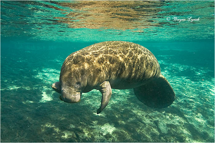 Florida Manatee 103 by Dr. Wayne Lynch &copy;